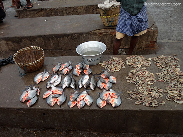 You could find any type of Fish here.