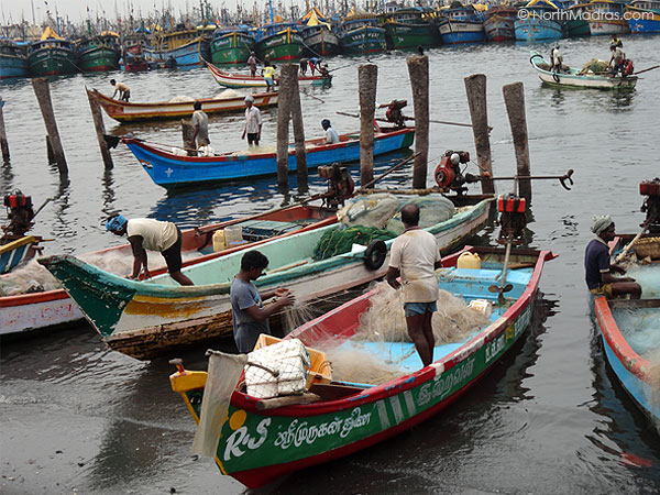 Fishermen are clearing off their nets by taking off fishes and make it ready for their next ride.