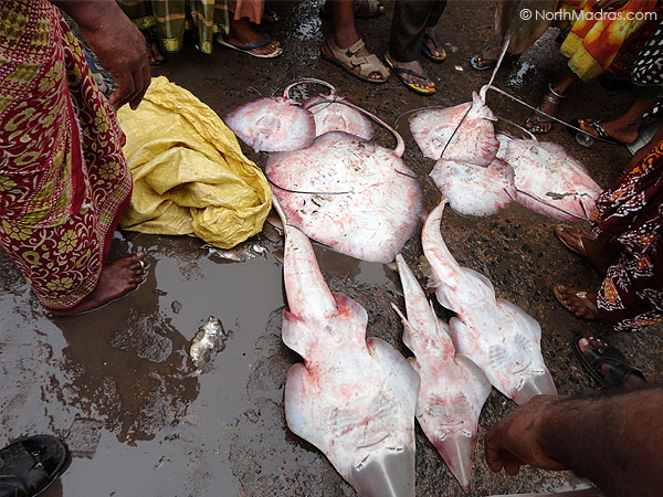 Just you could get any fish of any shape and size